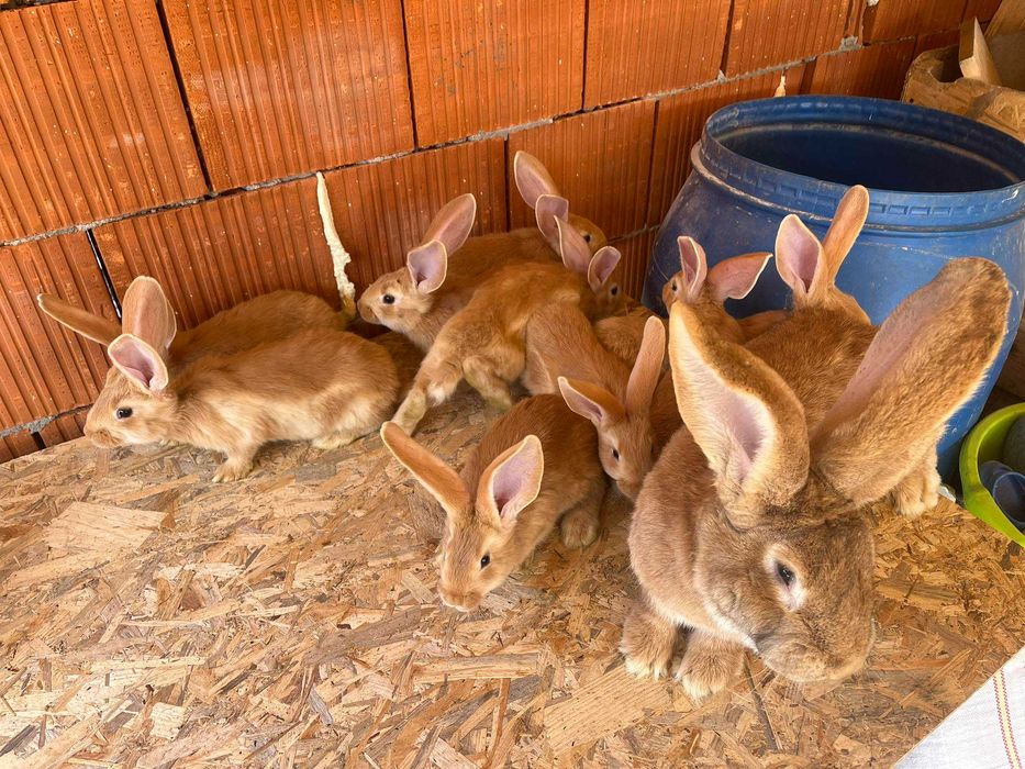 Iepuri uriaș german galben