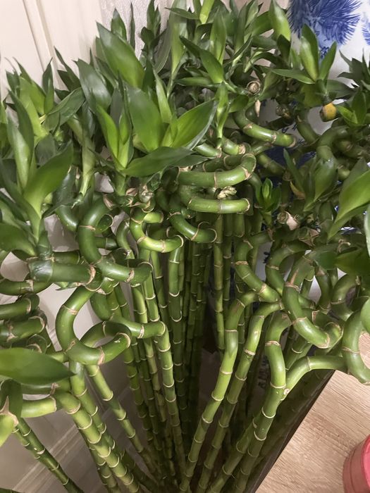 Бамбук денежный на воде