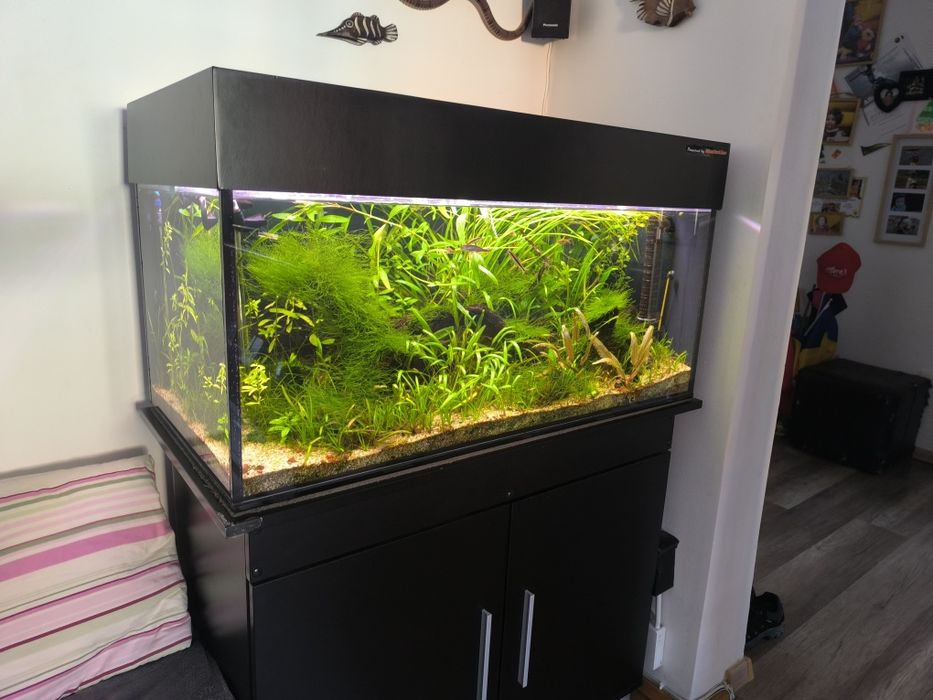 Acvariu plantat complet