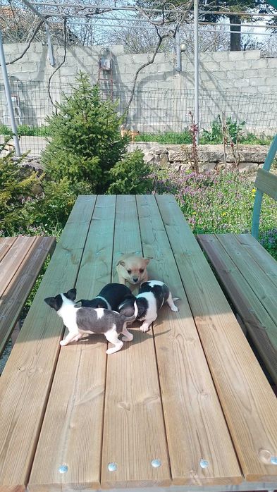 Продавам Чихуахуа