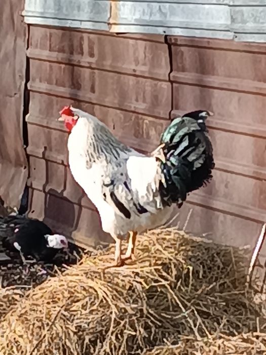 Продам домашних петухов