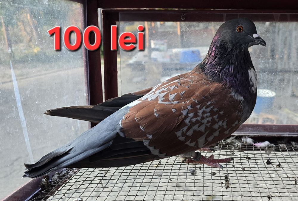 Porumbei de ornament