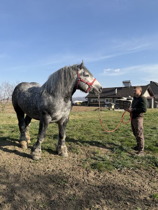 Armăsar disponibil pentru montă