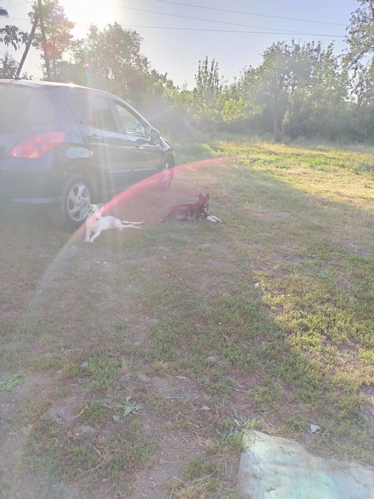 Ищем дом двум братьям