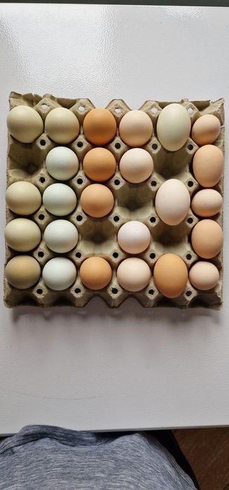 Vand oua bio proaspete de gaina, verzi, rosii, crem, albe