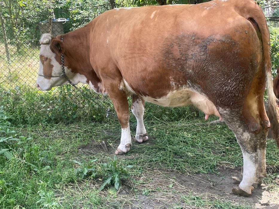 Vand vaca tanara
