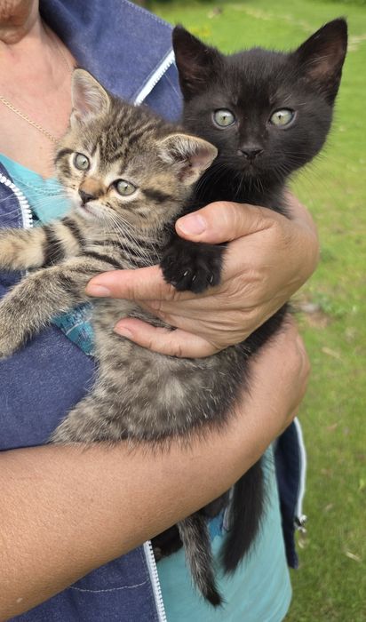 Adopție doi pisoiasi
