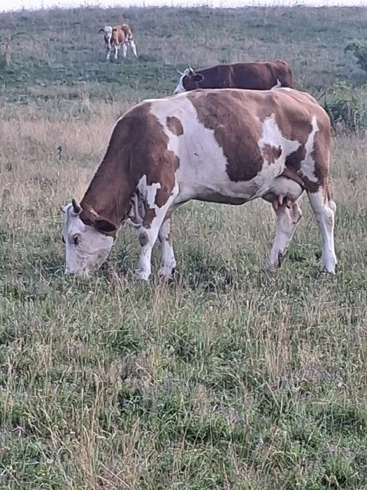 De vanzare doua vaci