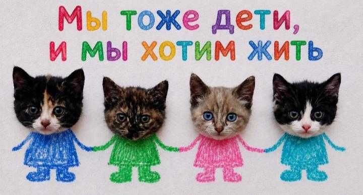 Отдам котят 1,5 месяца