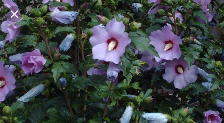 Manzaralik gul daraxtlar