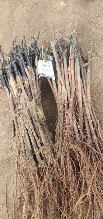 Butasi vita de vie toate soiurile masa vin hibride preturi avantajoase