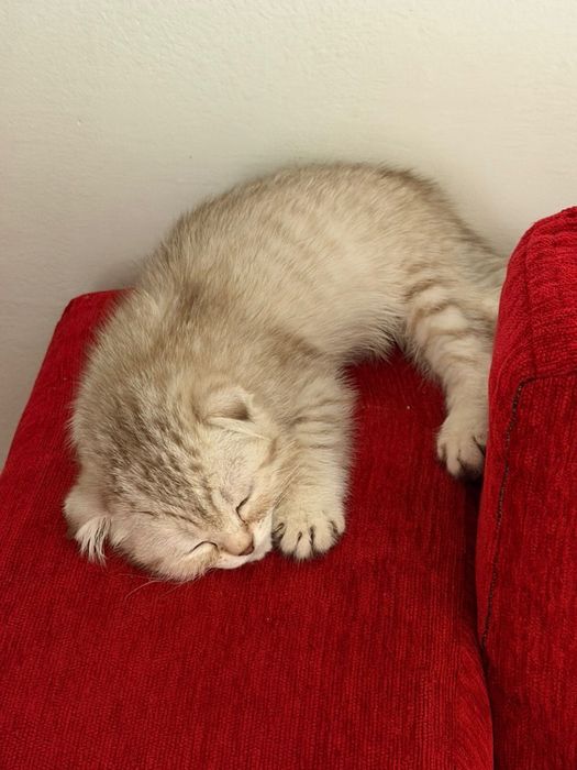 Продам британский котенок