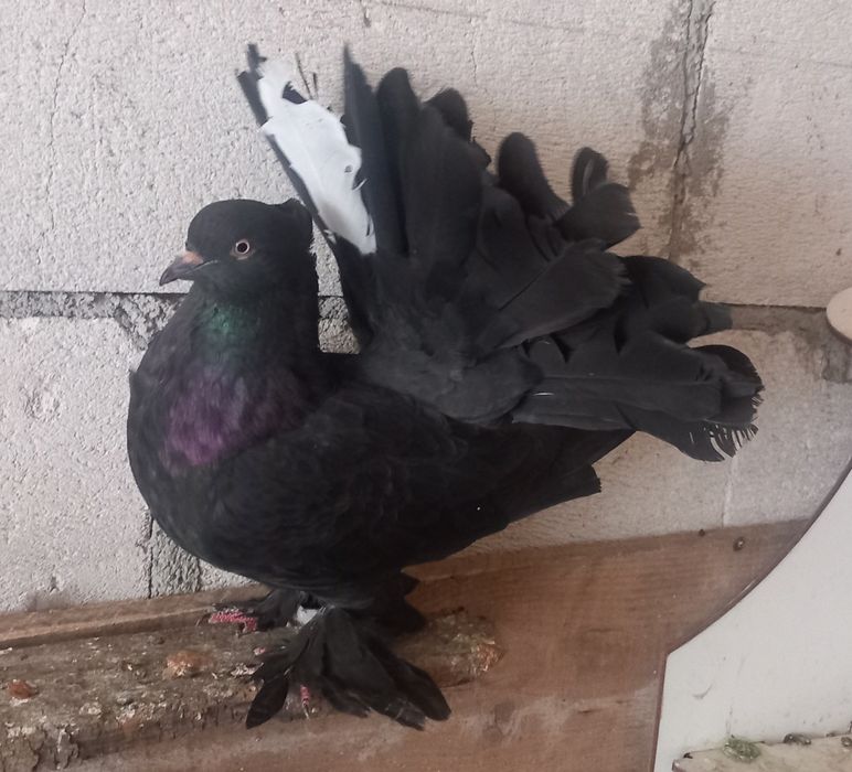 Porumbei Voltați Indieni