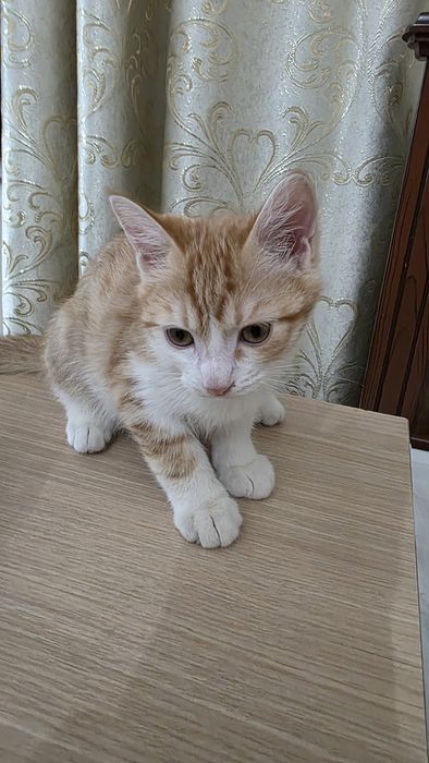 Отдам бесплатно котёнка в добрые руки