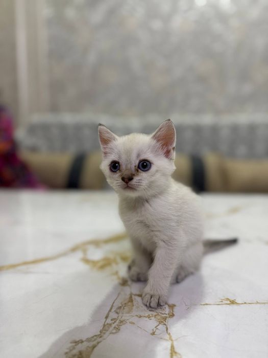 Шиншилла котёнок