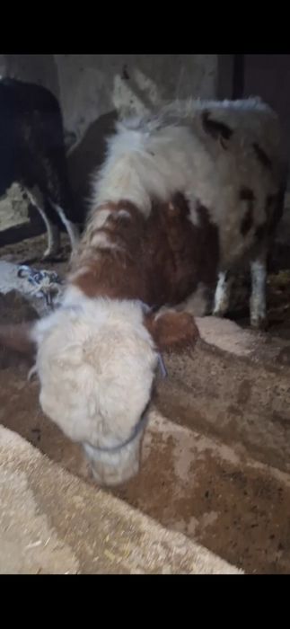 3 бас буха сатылады