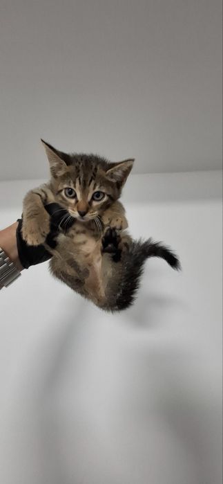 Бебе коте търси дом