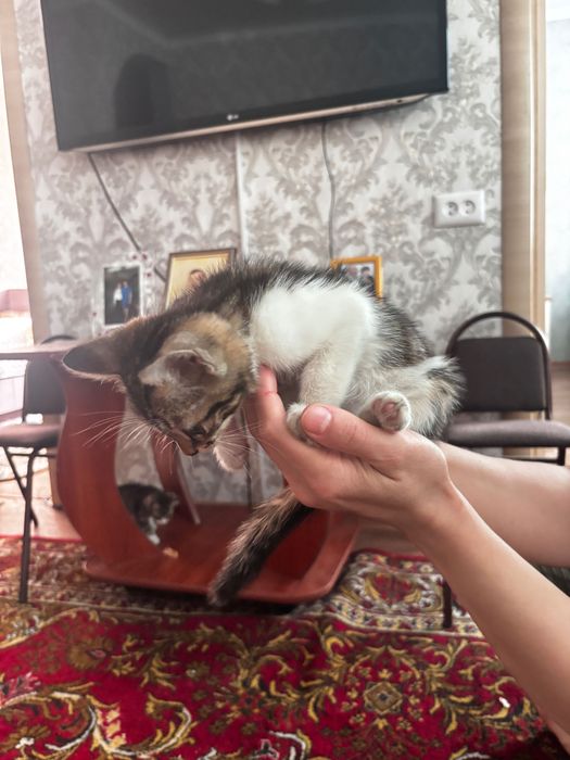 Котенок ищет дом