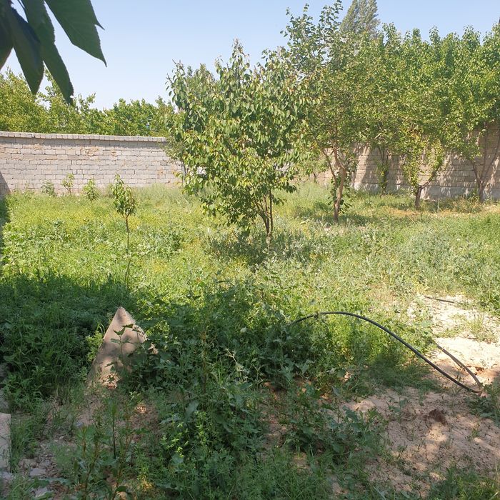 Арендага яшашга, складга ёки ишлаб чикаришга жой берилади, урикзор боз