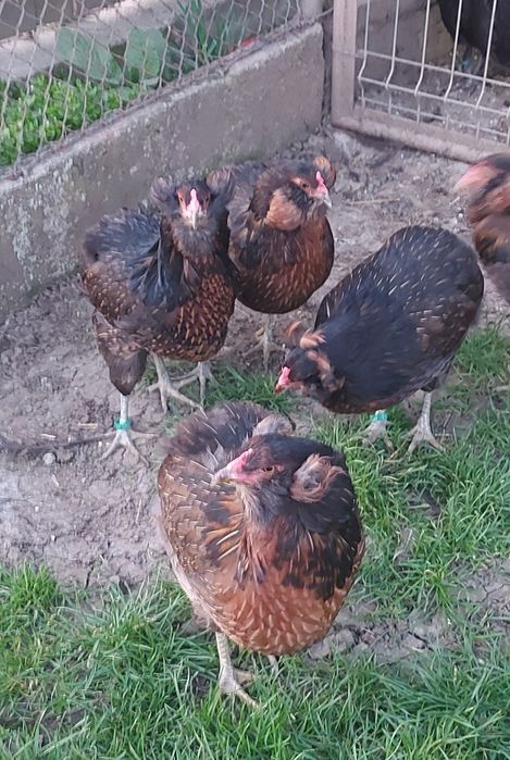 De vânzare oua incubat araucana