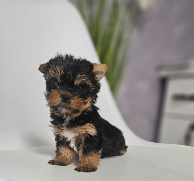 Yorkshire  terrier TOY!