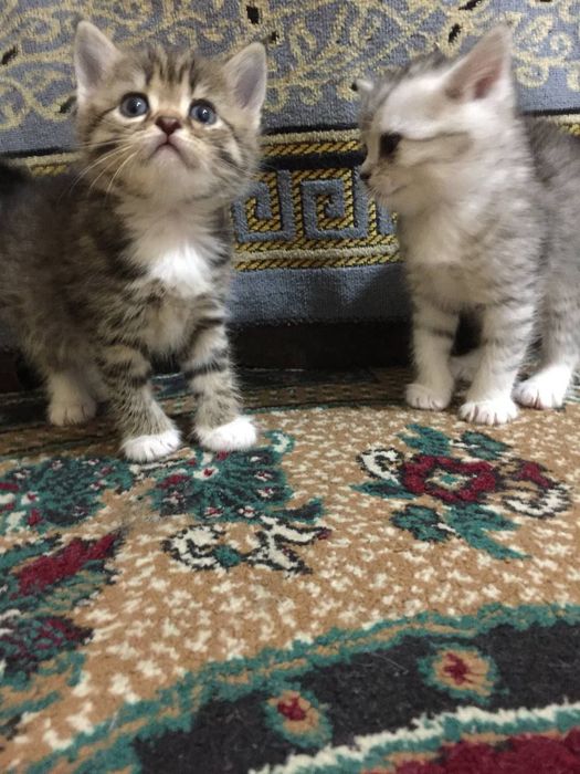 Skottish strayt 1.5 oyli