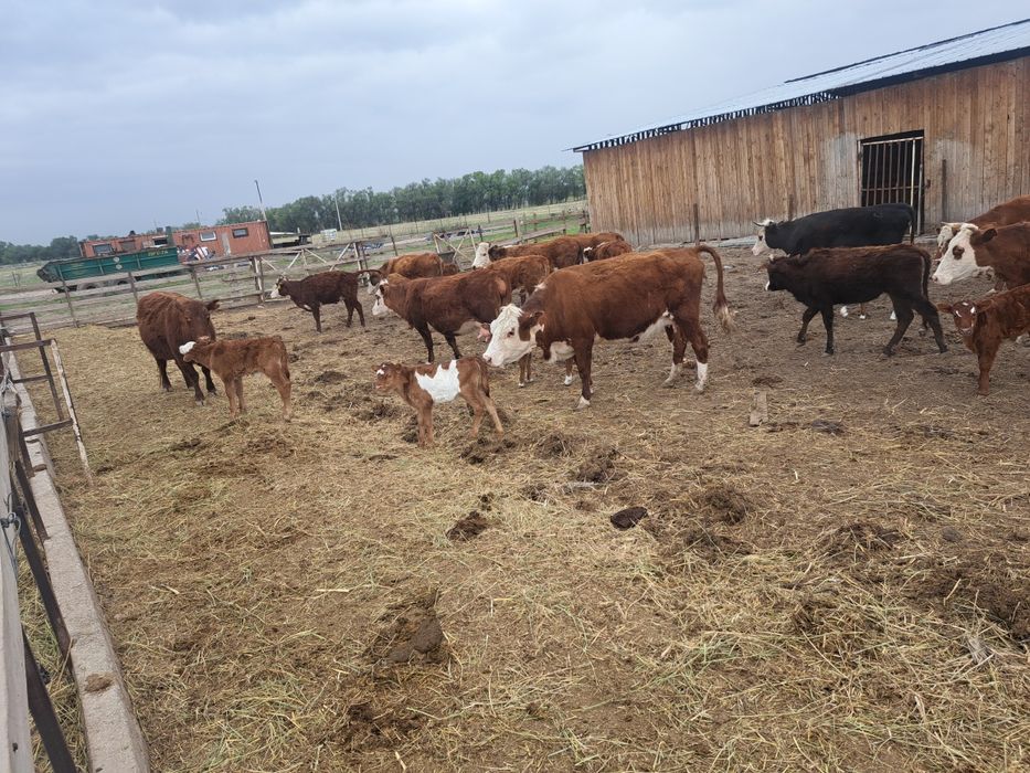 Коровы с  телятоми