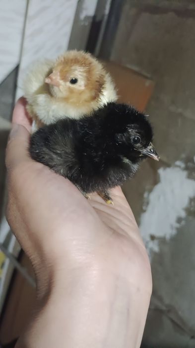 Уй тауык балапандары