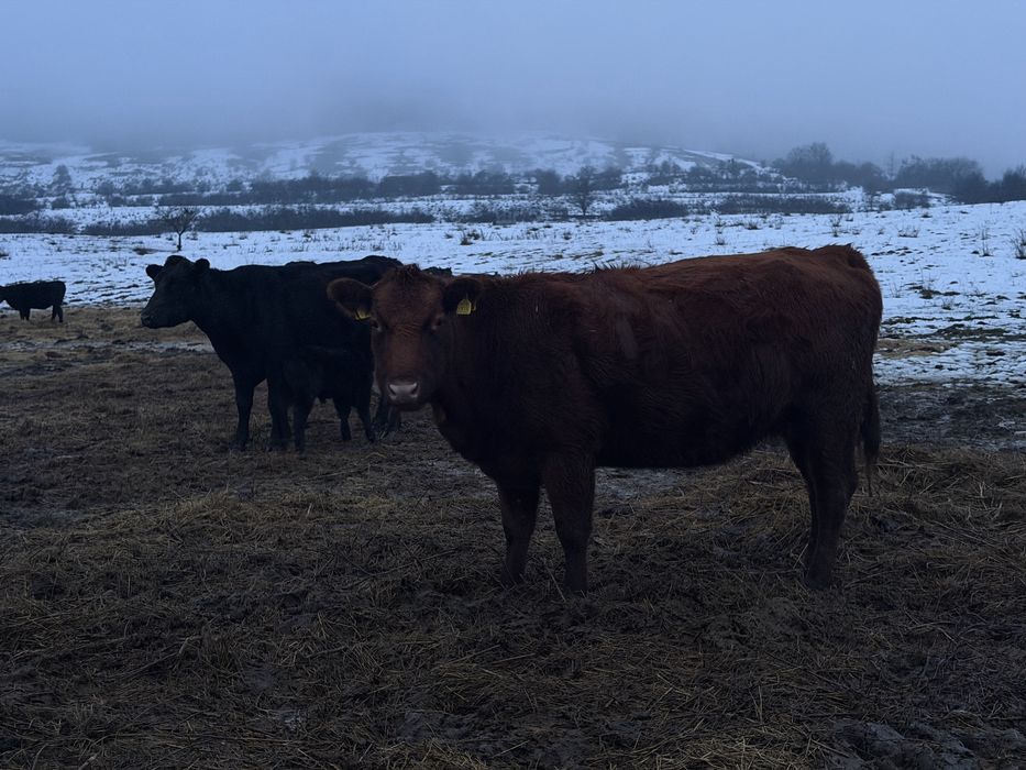 Lichidare ferma Vaci Angus