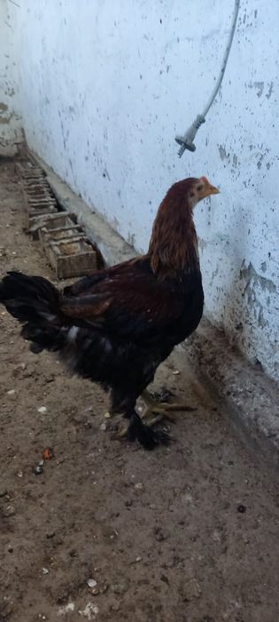 Продам двух цыплят подросшие им