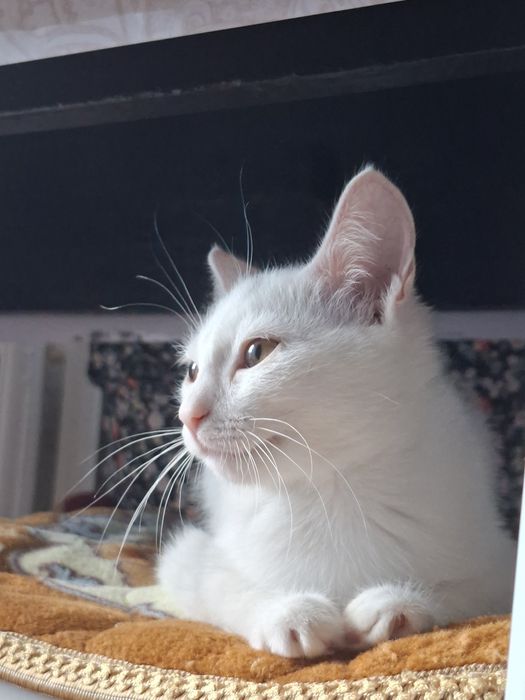 белый котенок девочка