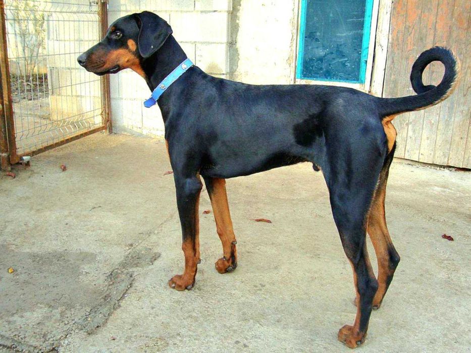 Расови Добермани на 8 месеца, от развъдник Елит Доберман, Варна