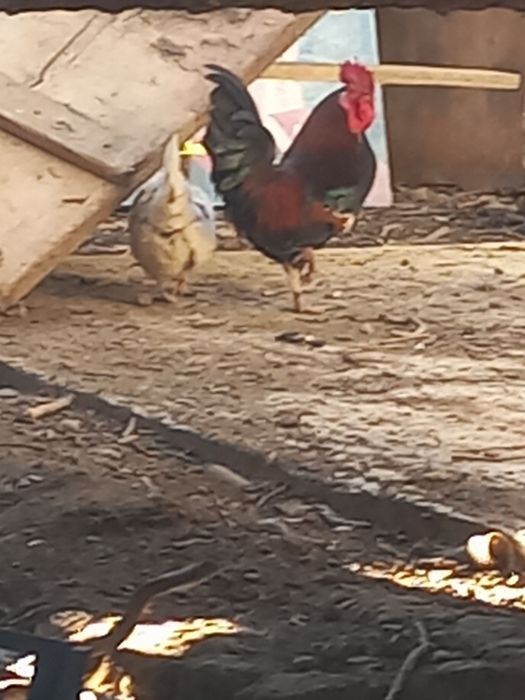 Vand cocos si gainusa