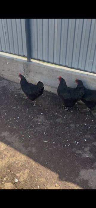 Черный австралорп