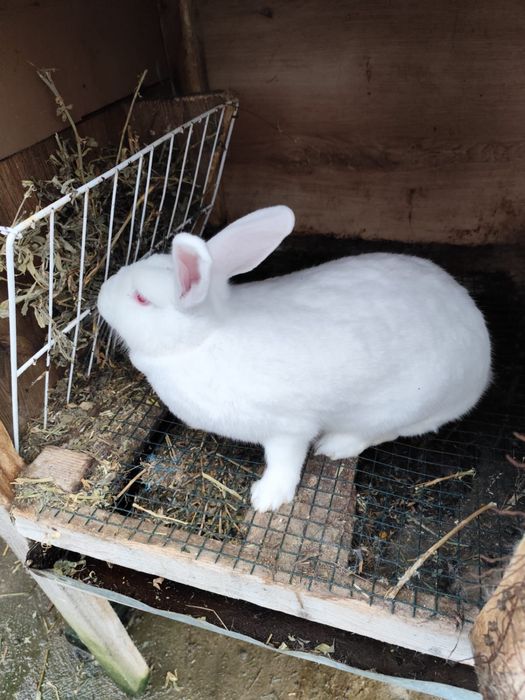 Iepuri neozeelandezi metis