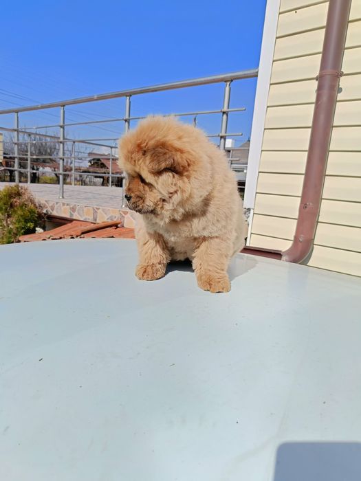 Чау чау Кученца.