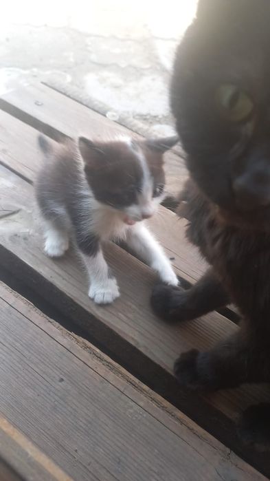Котёнок мальчик, отдам в добрые руки