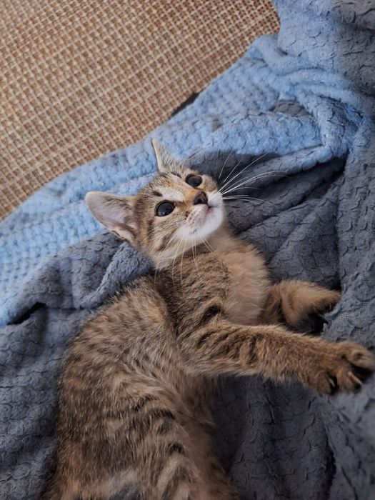 Котята даром !!!