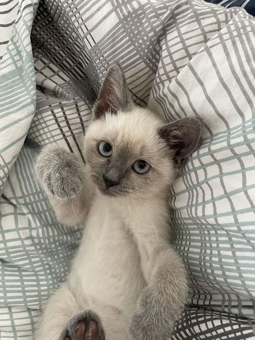 Сиамский котёнок