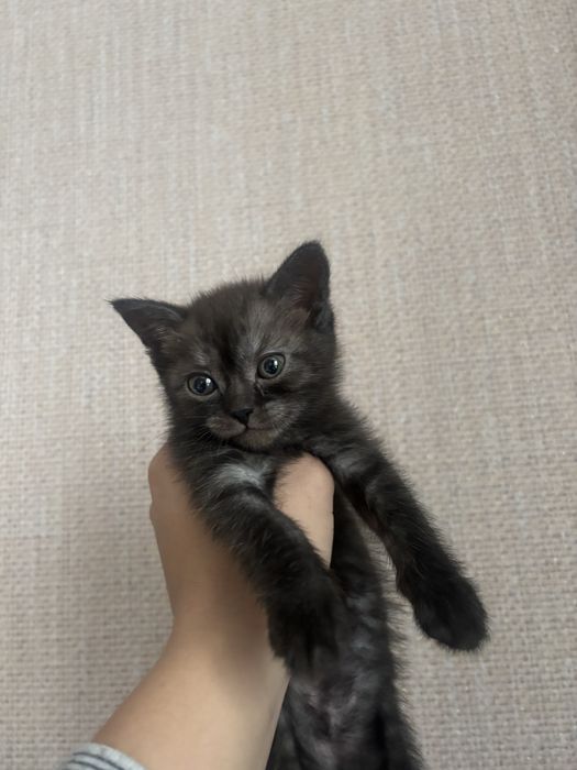 котенок британский прямоухий