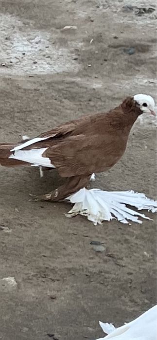 Голуби на продажу.