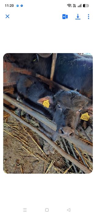 Vând tăuraș de bivol