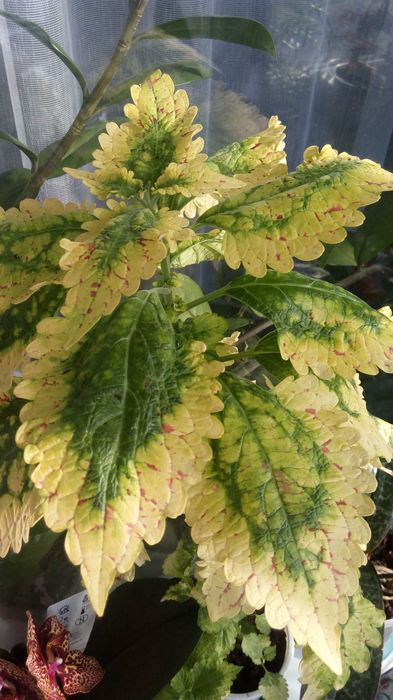 Продам колеус "Жёлтый принц".