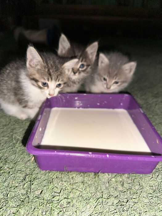 Котята в добрые руки!