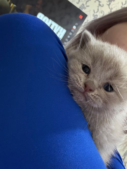 британские котята