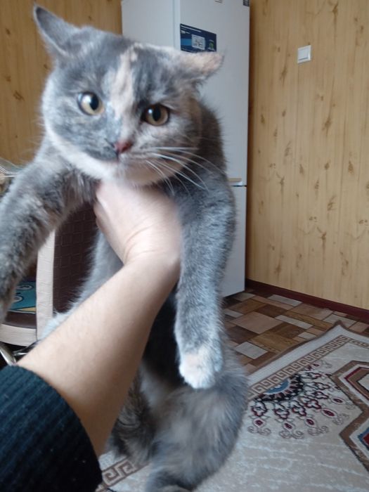 Отдам в добрые руки