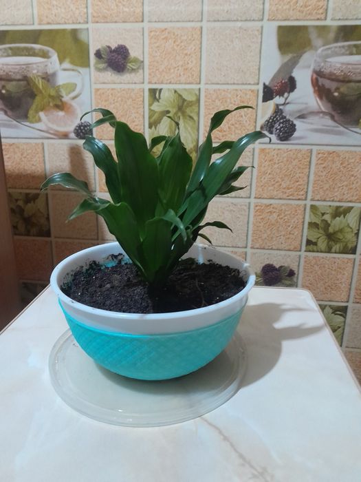 Комнатные цветы (драцена и др.)