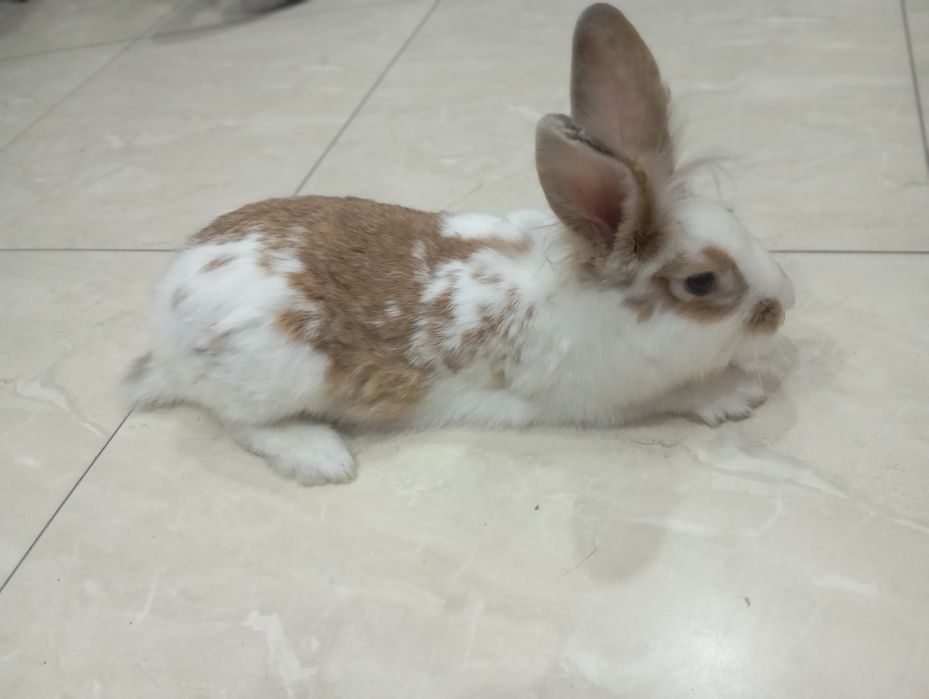 English Spot (английский пятнистый кролик)