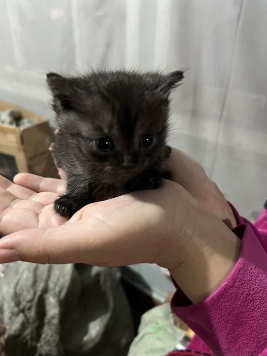 Дымчатый красавец ищет лучшую семью
