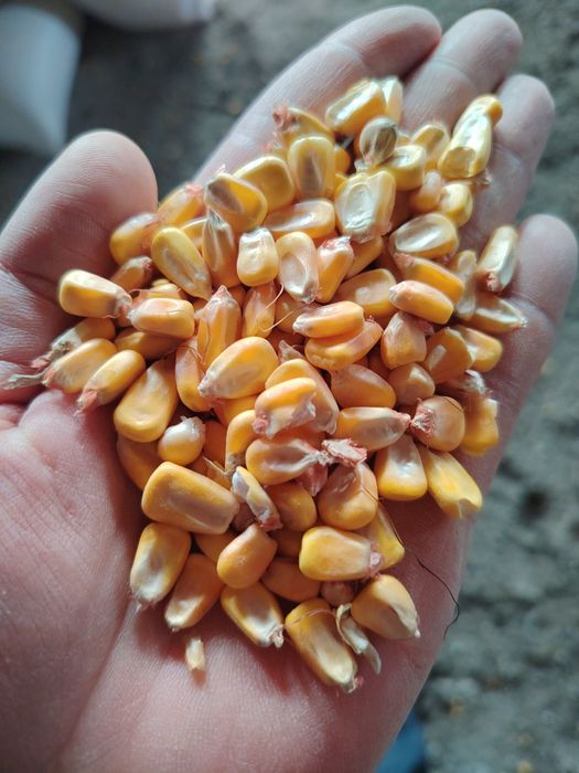Кукуруза в мешках